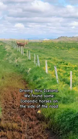 A post by @countryjunction on TikTok caption: Iceland in June is just beautiful 🤩 what a beautiful day 🏔️☀️ #iceland #icelandichorses #summer #horses #travel #roadtrip #foryoupage #garthbrooks #wildhorses #countrymusic 