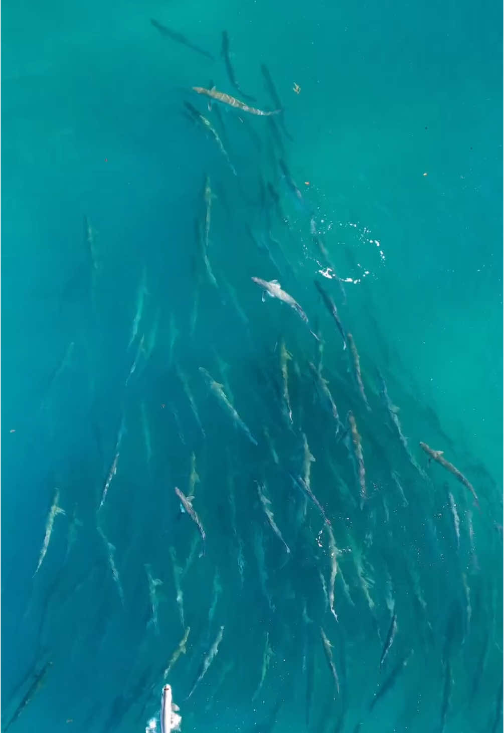 A post by @flylords on TikTok caption: Every year, the Silver King embarks on an incredible journey—the annual tarpon migration. ~ For anglers and guides, May and June in the Keys are nothing short of magical. Tarpon gather in impressive numbers, offering unparalleled opportunities for sight fishing. But where do these fish come from? And where do they go when the season ends? ~ Head over to the [FLYLORDSMAG.COM] to learn more about Tarpon migration ~ 🎥: @marissa_wil ~ #Flylords #FlyFishing #Fishing #Tarpon"