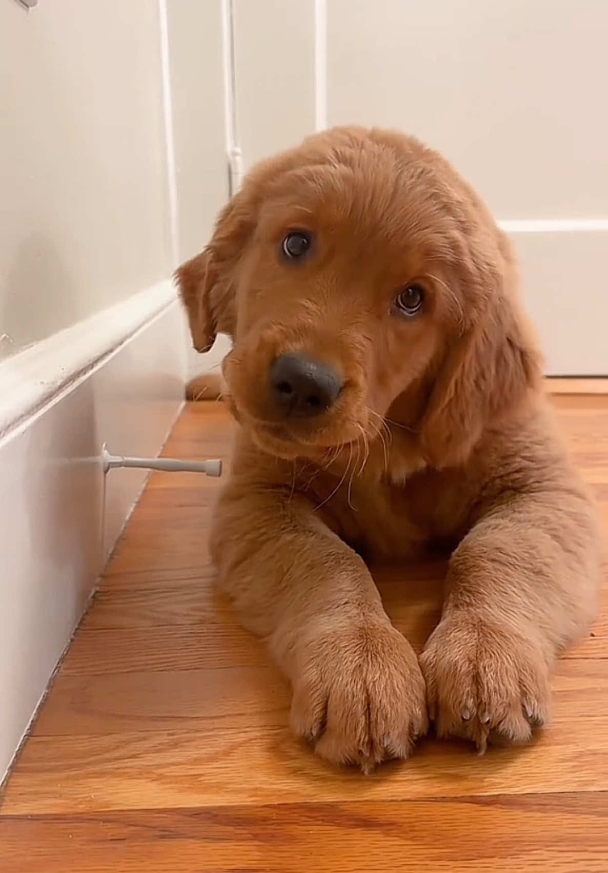 A post by @therxckstxr on TikTok caption: Why Is It So Addictive! 😂 RxCKSTxR Comedy Voiceover feat Video from @Rooster The Red Retriever 🫶🏾 Follow For More Laughs! #fyp #funnyanimals #goldenretriever #FunnyPetMoments