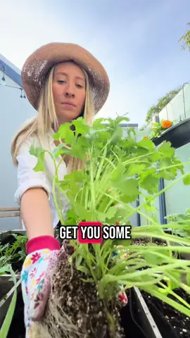 A post by @kia_urbangardener on TikTok caption: Don’t go to jail just get some plants 🪴  #garden #gardentok #gardening #gardeners 