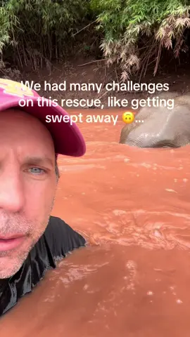 A post by @planting_peace on TikTok caption: We did it! We secured the funding to rescue baby Ming and her mother Mee. Now, baby Ming won’t be sold to China. She will get to spend the rest of her days with her mother. This was my first time rescuing two elephants at once. Spoke with @Lek_chailert yesterday. We will forward the funds to her this week, so she can do all the paperwork that needs to be done to secure their freedom. Thank you all. Can't thank you enough!  There are two more free elephants in our world… Ming and Mee. -Aaron  - Aaron 