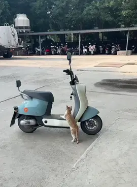 A post by @taisan_8 on TikTok