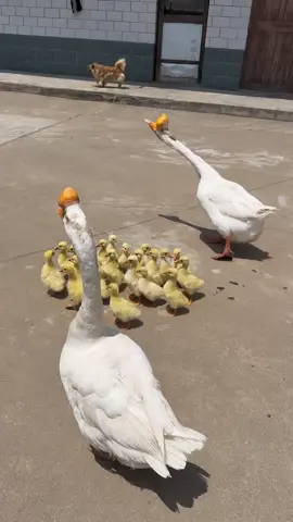 A post by @taisan_8 on TikTok