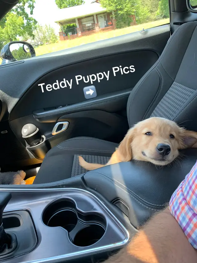 A post by @aguyandagolden on TikTok caption: I don’t know if anyone wants to see any Teddy puppy pics, but here they are…