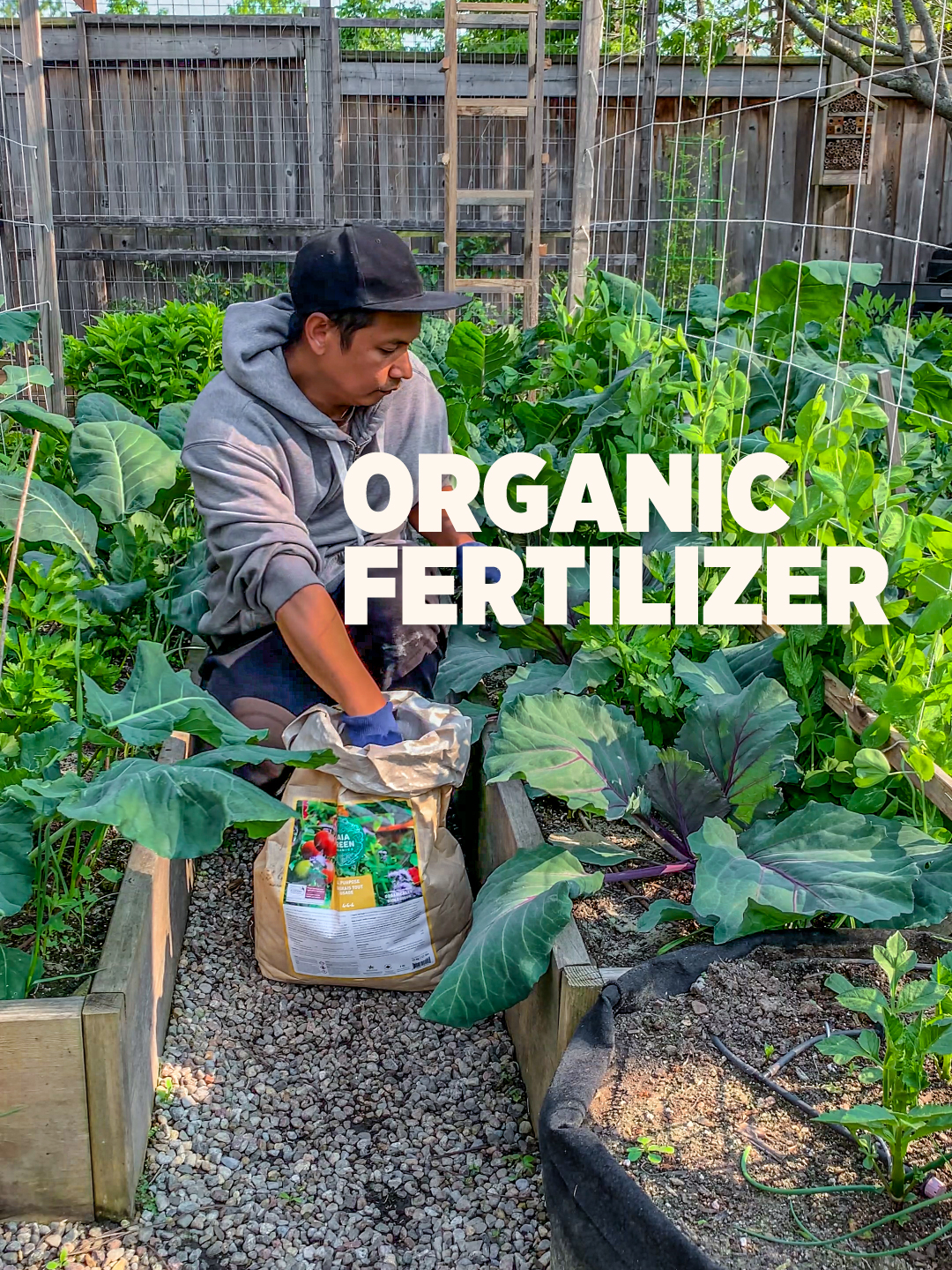 A post by @plantedinthegarden on TikTok caption: Our plants are living their BEST life 🌱✨ When we amend our soil with @gaiagreenorganics our garden literally said “thank you” Here’s what we use. Blood Meal = Makes plants super green and leafy, it’s like spinach for your garden! All Purpose = The Swiss Army knife of plant food, it works for everything! Power Bloom = So many blooms, which means more fruits! Worm Castings = Nature’s perfect plant vitamin, makes everything grow bigger and stronger! And the BEST part? 100% organic, so we can eat what we grow worry free. #organic #gardeningtips #gardening101 #garden #sponsored