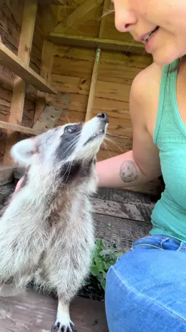 A post by @arcticfoxdaily on TikTok caption: 🦝 Her exaggerated climb into her house is my favorite 😭  #wildlife #rescue #raccoon #adayinmylife #animals #fyp 