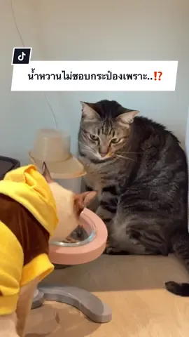 A post by @ployy_chuek on TikTok caption: น้ำหวานไม่ชอบกระป๋องเพราะ..⁉️ #ครอบครัวไข่หวาน #หวานแมวขยะเปียก #กระป๋องลูกแมร๊ #น้องกระป๋องกับน้องกระแป๋ง #อาหารแมวพรามี่ #pramycat 