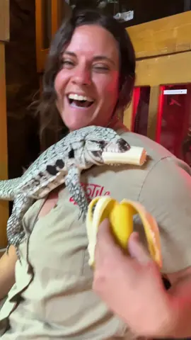 A post by @thereptilezoo on TikTok caption: I am just glad to be here😅 This Tegu just totally used me like a ladder to get to the banana 🍌 🙌 I like to think that some of my animals like me, but its moments like these that remind me that I am just a random object to them 😂 usually with a hand full of food 🍗
