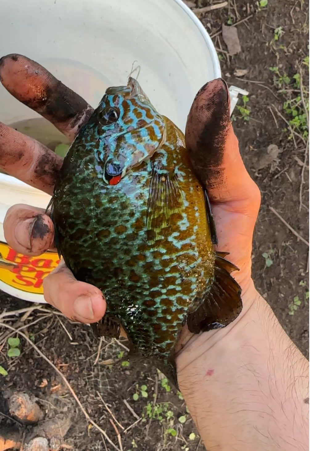 A post by @antonioslimgovea on TikTok caption: La pesca es fácil y duro al mismo tiempo wey!😆💯🔥🎣🐟🐠🐠🐠🤣🤣😂🤦‍♂️😂🪱🪱✨ig: _antoniogoveaoficial✨ #mexican#mexicano#mexicanamerican#mexicansbelike#mexicanproblems#mexicanmemes#mexicantiktok#latino#latinos#latinostiktok#latinosbelike#parati#chistoso#chiste#comedia#comediante#pendejo#nomames#pescador#pescado#pescando#pescaesportiva#pescadeportiva#naturaleza#chistesgraciosos#chistesmalos#chistesmexicanos#comediaenespañol#comediamexicana#mivida#mividaentera @slimFATZZ Podcast 