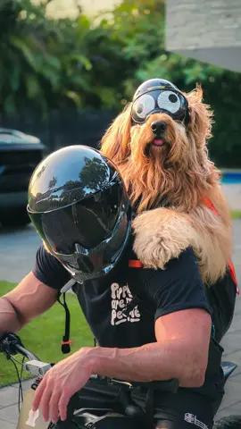 A post by @brodiethatdood on TikTok caption: There’s no way anyone has more dog photos on their phone than me... @Samsung #ExploreGalaxy #GalaxyS25Ultra #SamsungPartner #dogdad #goldendoodle