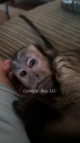 A post by @heresyourmonkeycontent on TikTok caption: He is a cuddle bug #monkey #nash #birthdayboy  #fortheloveofgeorge 