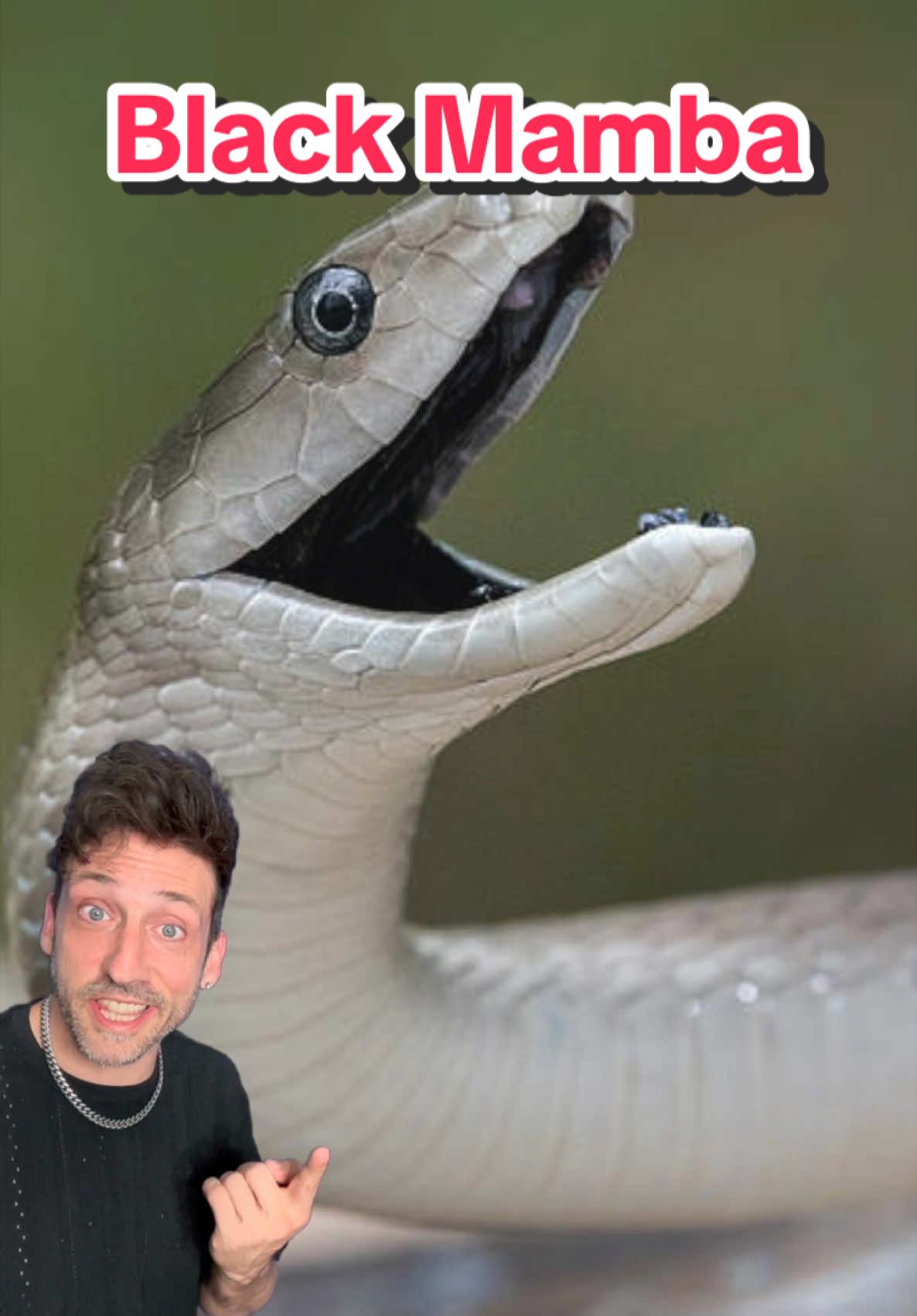 A post by @oddanny on TikTok caption: That is one dangerous noodle #blackmamba 
