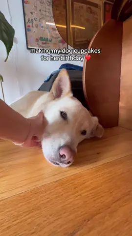 A post by @kristenmcatee on TikTok caption: DOG BIRTHDAYS ARE SO HARD 🥺 happy 8th birthday to the cutest dog in the world!! i hope these cupcakes are good lol here’s the recipe (makes 4 cupcakes): - 6 tablespoons of pumpkin purée - 6 tablespoons of unsweetened applesauce  - 1/2 smashed ripe banana  - 1 egg  - 6 tablespoons of oat flour  - 1/4 teaspoon of baking powder  bake at 350°F for 18 minutes 🧁 #dogbirthday #dogfriendly #Recipe #cupcakes 