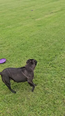A post by @hollabackbullies on TikTok caption: she's the best 🥰 #disc #throwit #staffordshirebullterrier  #crazy 