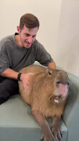 A post by @rosssmith on TikTok caption: What’s better than a Capybara Café? ☕️ ##animals##travel##japan