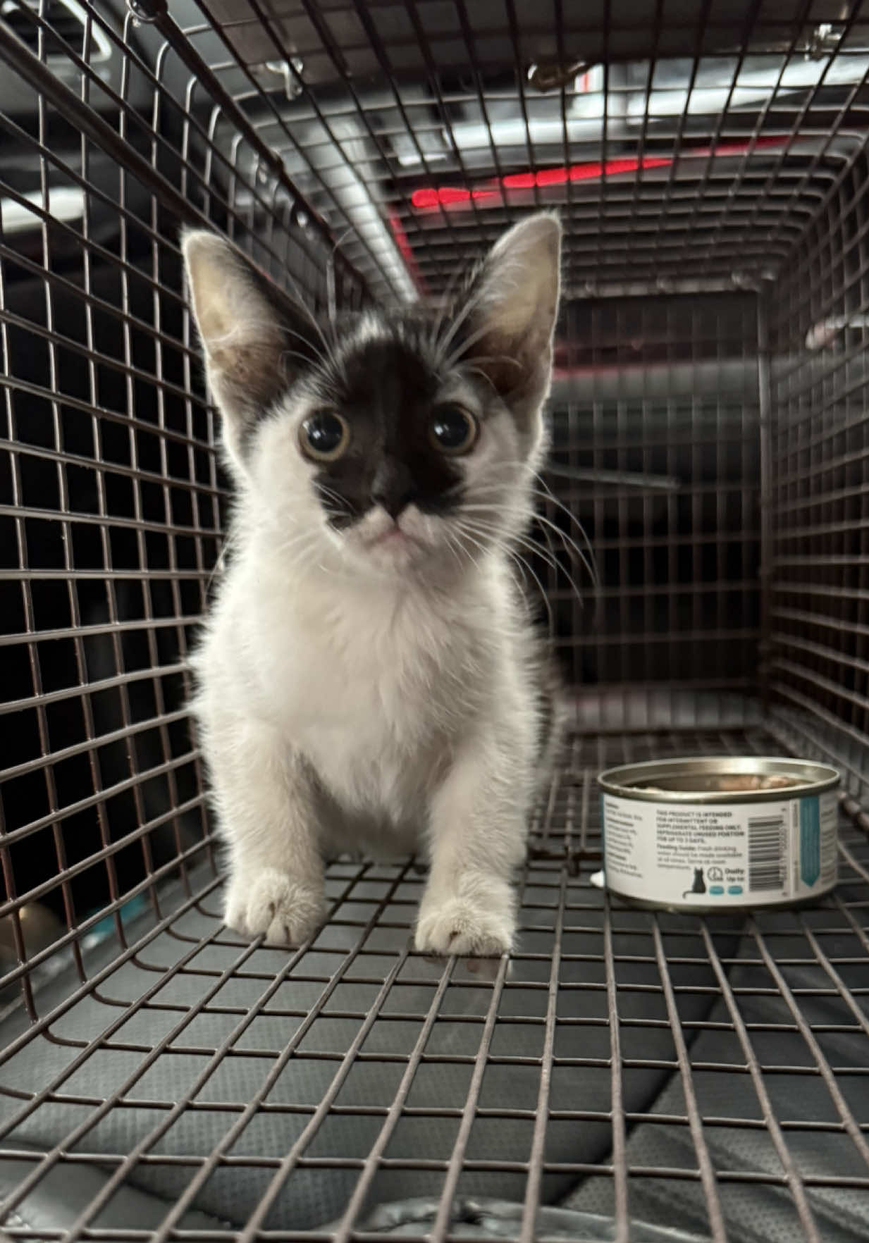 A post by @ragstorichesanimalrescu on TikTok caption: Meet Valerie ❤️ #fyp #foryou #foryoupage #rescue #rescuekitten #kitten #kittens #follow #followus #rescuecat #rescuekittenoftiktok #wisp #kittenlove #staystinky 