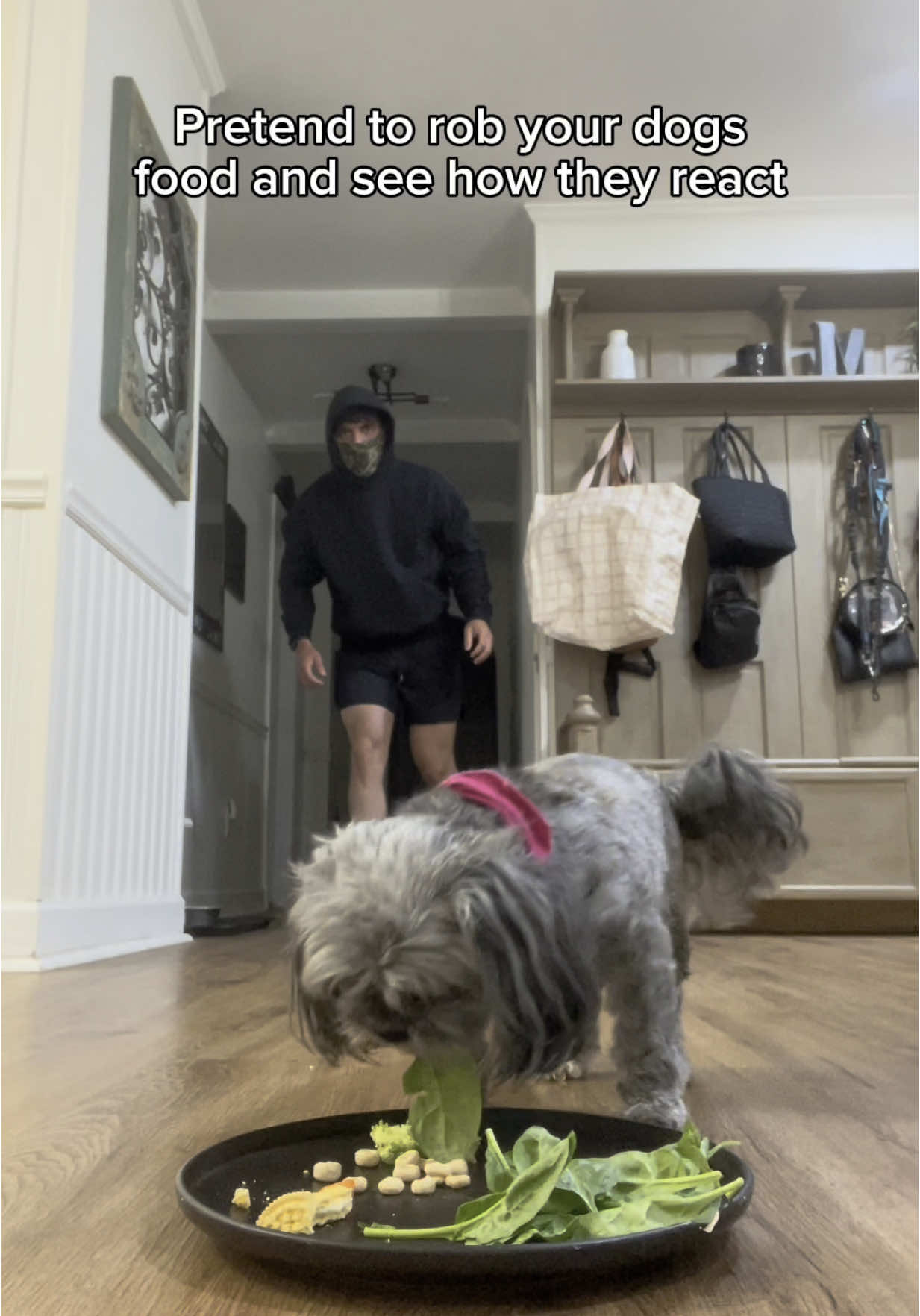 A post by @lilmfcurb on TikTok caption: Pretending to rob Bella..