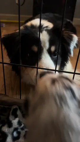 A post by @telltaleaussie on TikTok caption: Puppies met weird Auntie Shade today ! #gigabytes #australianshepherd #aussieswithtails #undockedaussie #aussie #telltaleaussie #puppy #cute #