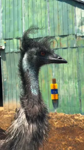 A post by @useless_farm on TikTok caption: So soothing (long video with some bonus dance moves over on yt&fb)