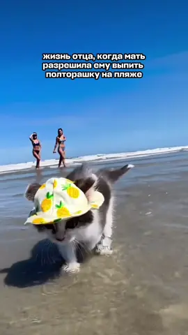 A post by @aviasales on TikTok caption: как думаете, он счастлив? 