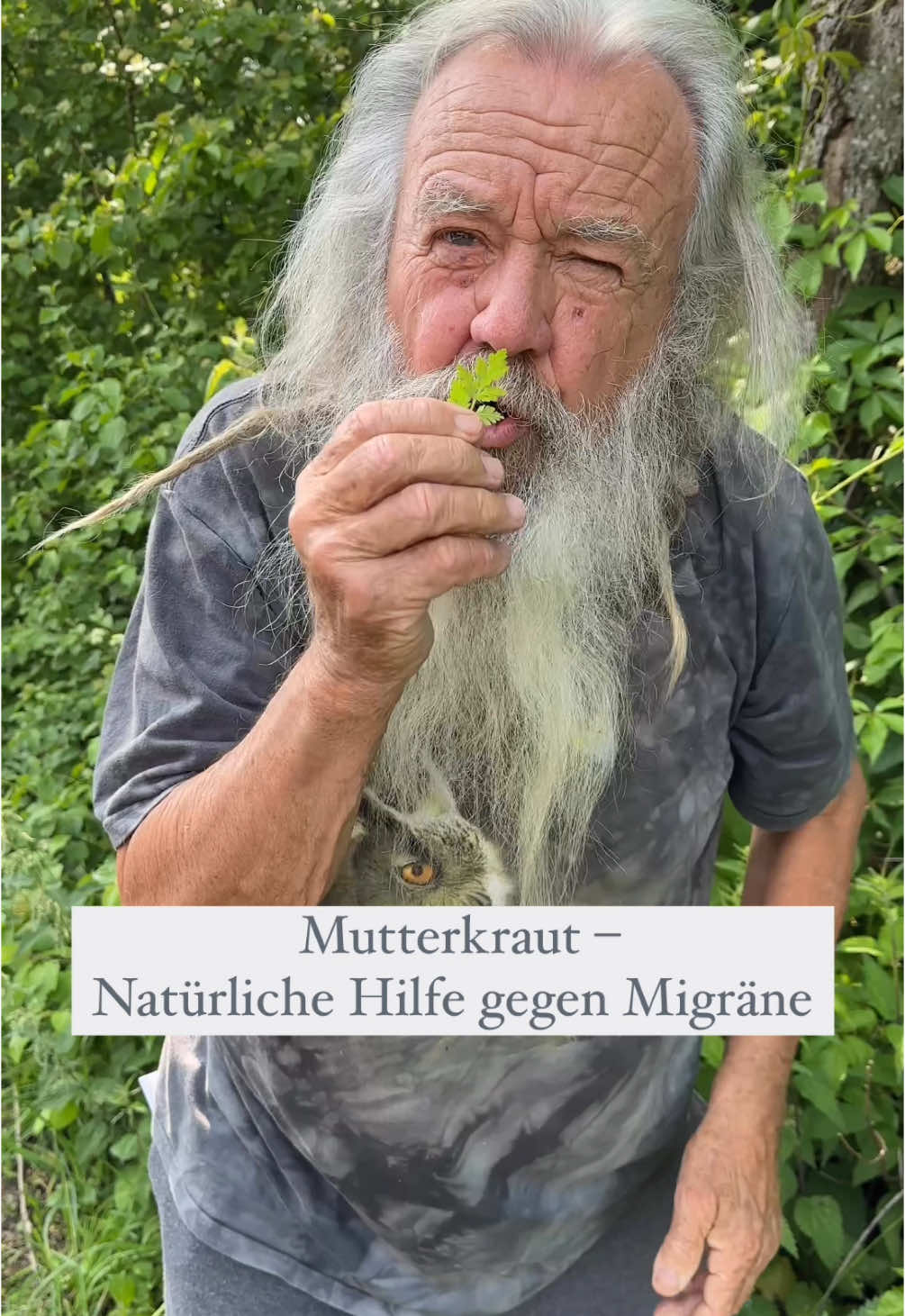 A post by @wolfdieterstorl on TikTok caption: Mutterkraut – Tanacetum parthenium – ist seit Jahrhunderten in der Volksmedizin bekannt. Besonders bei Migräne zeigt es Wirkung: Die enthaltenen Sesquiterpenlactone, wie Parthenolid, wirken entzündungshemmend und entspannend auf die Blutgefäße im Gehirn.  #foruyou #viral #germany #natur #gesund 