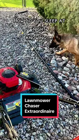 A post by @katncash on TikTok caption: not a care in the world #dogsoftiktok #germanshepherd #dogmom #petlovers #funnydog #gsd #doghumor #countrymusic #otherdogsvsmydog #doglover #mydog #PetsOfTikTok #funnydog #doghumor #protectiondog #pethumor#fyp #girlandherdog #dogmom #doglove 