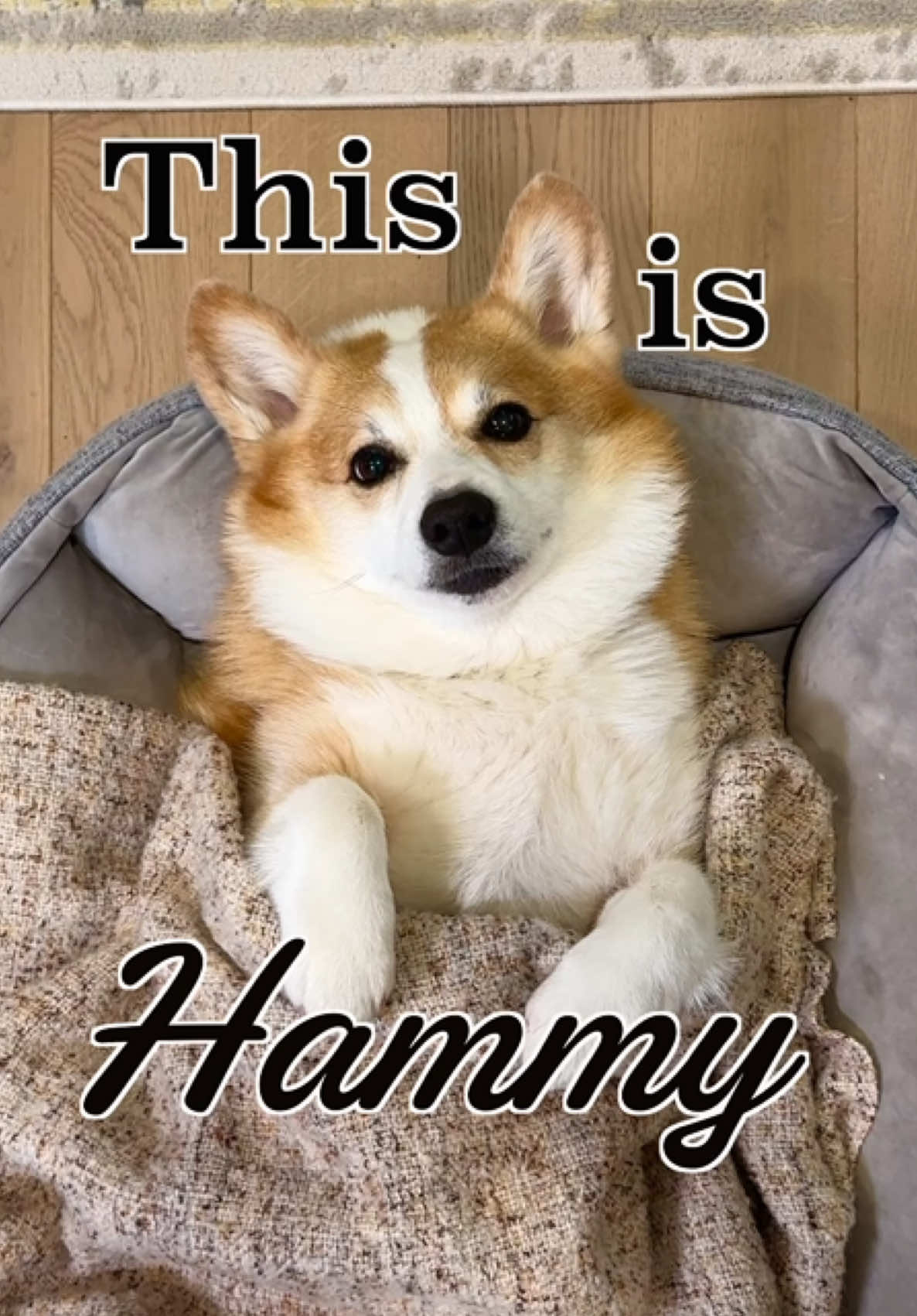 A post by @hammyandolivia on TikTok caption: He's giving main character energy! Hammy's entire life changed once we switched his diet to @The Farmer’s Dog. He's leaner, has more energy, and still has plenty of pep in his step as he ages! If you haven't tried a fresh-cooked diet for your dog, you can get 60% off The Farmer's Dog when you use the link in our bio. We're so happy to continue to share his healthy journey with you. #tfdpartner #thefarmersdog 