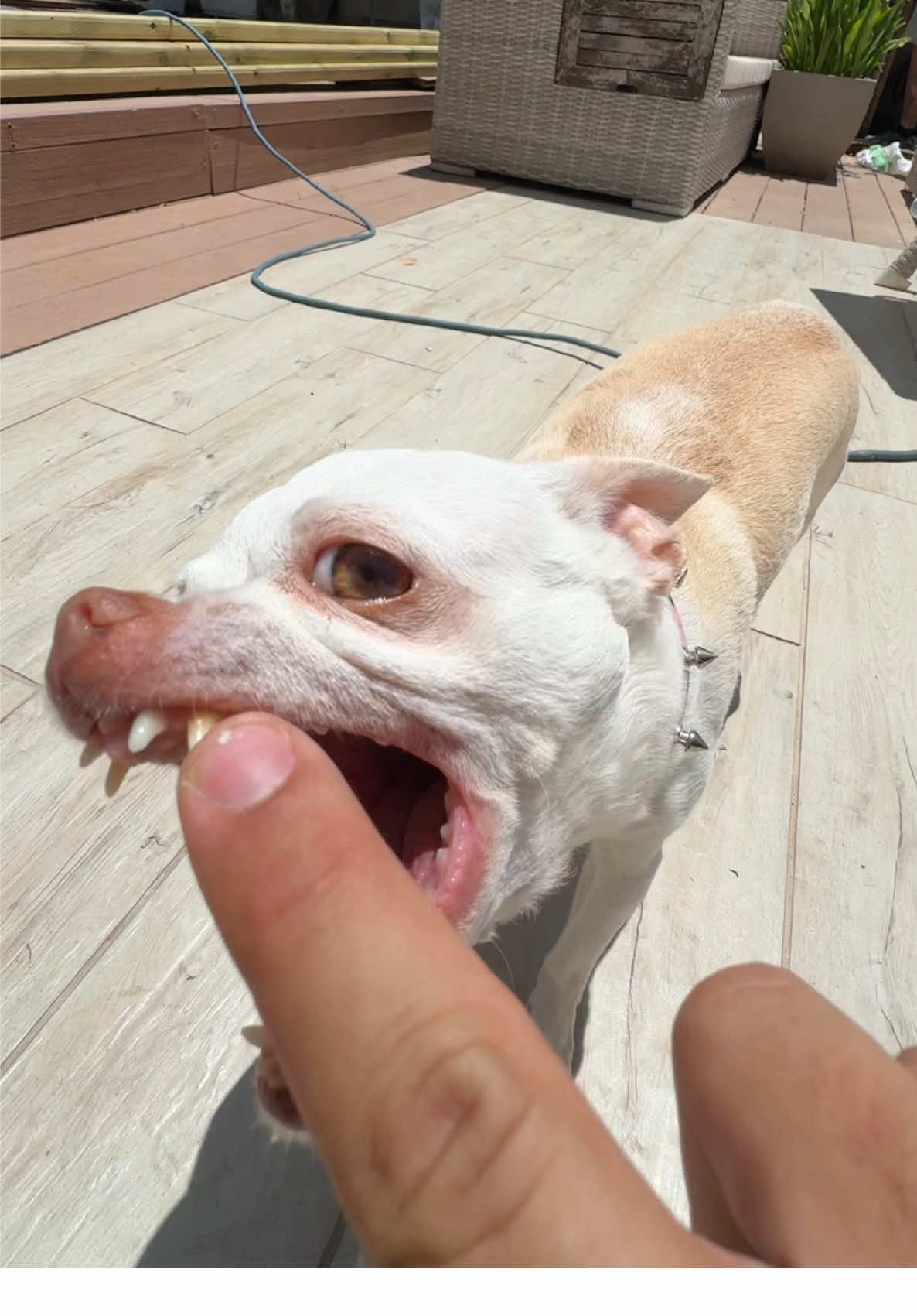 A post by @mreviatar on TikTok caption: Why she always waiting to bite me(היא כאילו מחכה לי מראש לנשוך אותי) @Eviatar Ozeri @Nikiozeri #chihuahua #dogs #kuchikuchi #angrydog #nikiozeri #niki #dog #mreviatar 