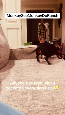 A post by @monkeyseemonkeydoranch on TikTok caption: Anyone else fight with a cockatoo every single day😂 #MonkeySeeMonkeyDoRanch #minimoomafia #lifewithpreston #crackchicken #welovehim #cockatoo #mrpersonality #livingmydream #blessed #thankyoujesus #thankyouforyoursupport #fypシ #fypシ゚viral #fyppppppppppppppppppppppp #fypchallenge #fyp 