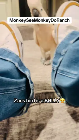 A post by @monkeyseemonkeydoranch on TikTok caption: Zacs bird is a BULLY😂#MonkeySeeMonkeyDoRanch #minimoomafia #lifewithpreston #crackchicken #welovehim #cockatoo #bully #mrpersonality #livingmydream #blessed #thankyoujesus #thankyouforyoursupport #fypシ #fypシ゚viral #fyppppppppppppppppppppppp #fypchallenge #fyp 