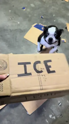 A post by @arachnisophia on TikTok caption: In case it wasn’t clear how we feel in this house  #abolishice #losangeles #la #immigrant #protest #nohumanisillegal #ice #humanrights #undocumentedimmigrants #immigrants 