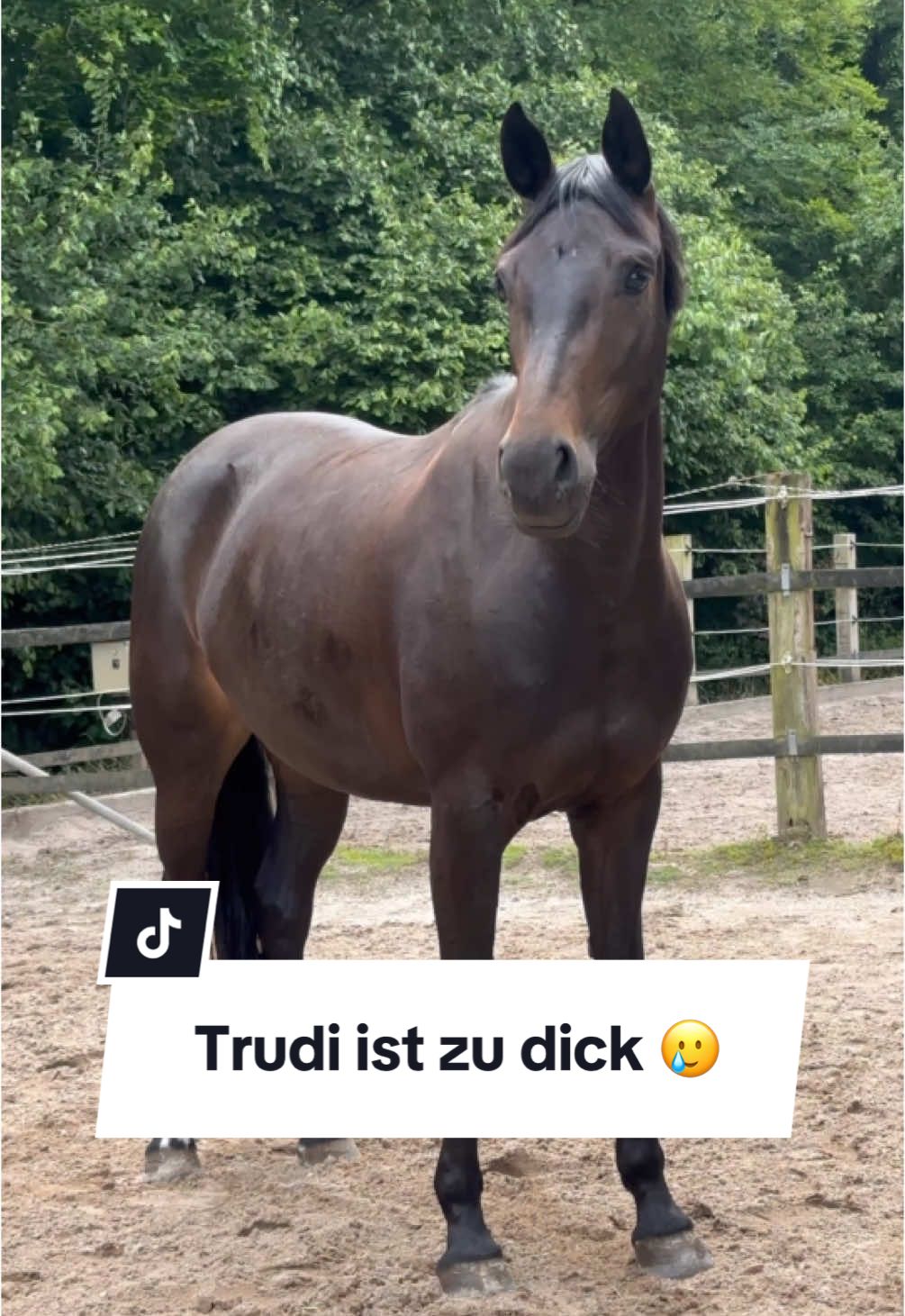 A post by @franziundfleur on TikTok caption: Trudi ist dick geworden 🙈 Hat jemand Tipps? 😅  IG: franziskaelea  #pferd #pferdeliebe #pferdemädchen #franziundfleur #franziskaelea #franziundtrudi #dressurpferd #pferdetiktok 