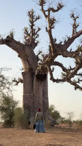 A post by @diopnostress1 on TikTok caption: Kouné Sénégal nékhoul amo connexion 😂🥰🇸🇳