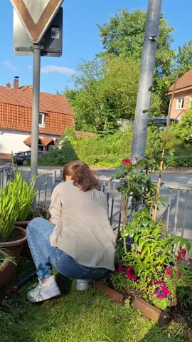 A post by @aysunoezkut on TikTok caption: #NRW #aysunoezkut #🌹 ☀️