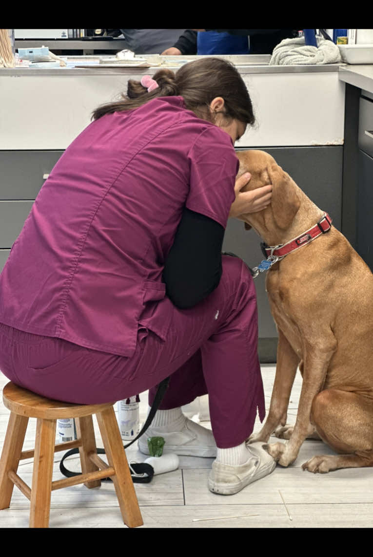 A post by @dr.b_veterinarian on TikTok caption: Caught in the act🥰 #CaughtCuddling #VetTechLove #TechCaughtInTheAct #VetClinicMoments.        #fyp@michelleaguiar @Maribel.aguiar98 
