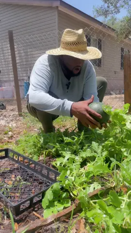 A post by @xwallstreetdonx on TikTok caption: 🦈 with this Garden 👨🏾‍🌾 #fyp #foryoupage #country #farmlife #farmer #blacktiktok 