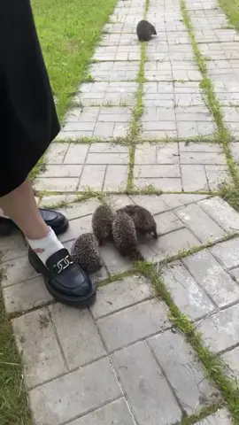 A post by @oblomoffrecipe on TikTok caption: не кулинарное видео сегодня. #ежик  #еж #ëж