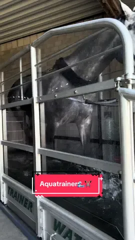 A post by @bellaxhorses on TikTok caption: Habt ihr schon Erfahrungen mit einem Aquatrainer gemacht?🥰 Es gibt nichts besseres als Ausgleich für die Pferde für Ausdauer, Muskulatur und Kraft💪🏽 #bellaxhorses #aquatraining #aquatrainerhorse #showjumpinghorse #horseslover #horsegirl #equestrianlife #goviral #pferdeliebe #pferdemädchen #horsesoftiktoktok #equestrianlove #equestriangirl #showjumpinghorse 