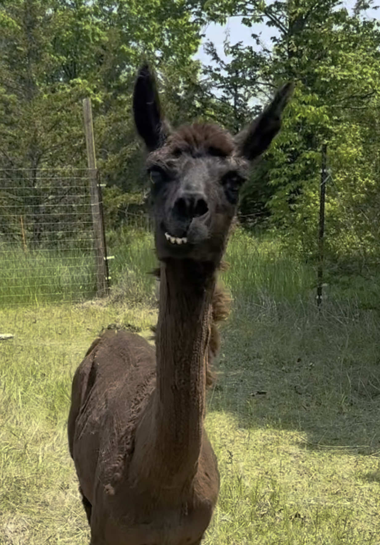 A post by @useless_farm on TikTok caption: Poor Jjason
