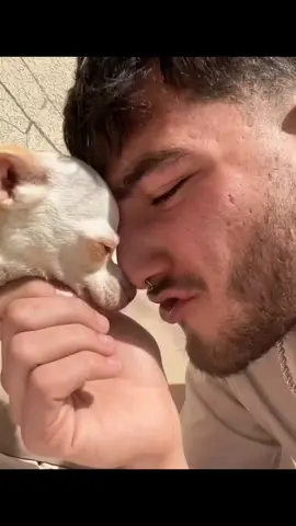 A post by @dogg_chihuahua on TikTok caption: niki showing her love 😂 #pet #foryou #PetsOfTikTok #fypシ #chihuahua #dog 
