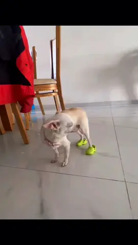 A post by @dogg_chihuahua on TikTok caption: niki new summer crocs 😂 #pet #foryou #PetsOfTikTok #fypシ #chihuahua #dog 