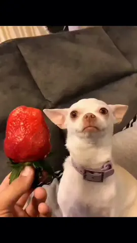 A post by @dogg_chihuahua on TikTok caption: niki offensive side eye 😂 #pet #foryou #PetsOfTikTok #fypシ #chihuahua #dog 