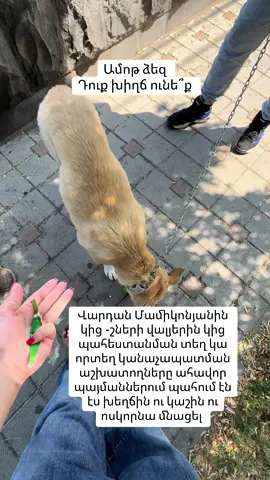 A post by @elenchsblog on TikTok caption: Ոչ տալիս են ինձ որ տեր գտնեմ շան համար,ոչ էլ նորմալ տիրություն են էս խեղճին անում ։ 