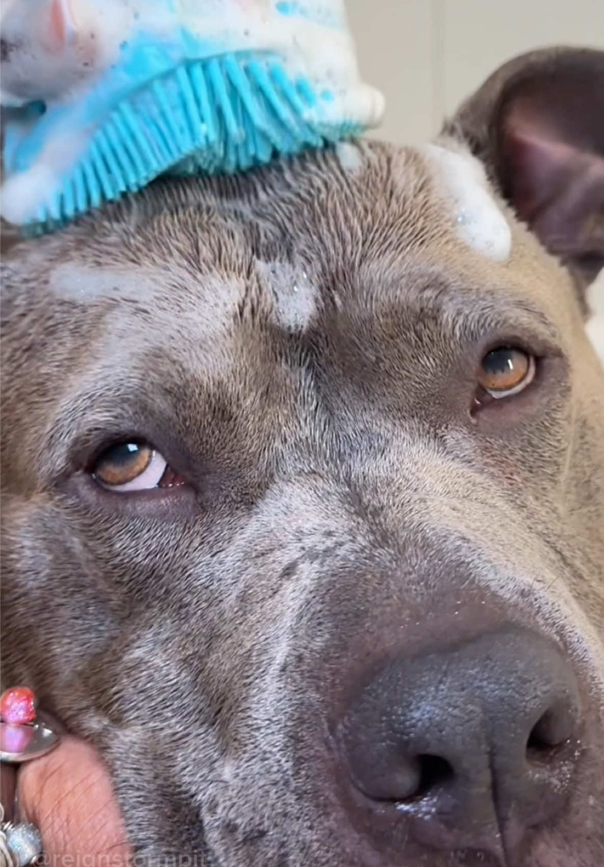 A post by @reignstormpit on TikTok caption: Its bath time 🫧💙🐾  Relaxing bath time routine and moisturizing with organic coconut oil and shea butter. 🧼🫧  #asmr #asmrsounds #asmrrelax #satisfying #asmrvideo #doggrooming #cutedog #funnydog #puppy #puppybath #dogbath #bath #bathtime #CleanTok #dogcare #dogsoftiktok #viral #cute 