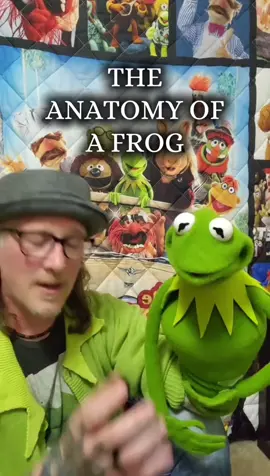 A post by @kmup_tv on TikTok caption: Repost of some interesting Kermit facts you may not know! #how #works #talent #explain #learn #teach 
