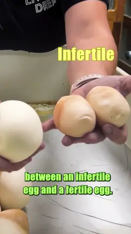 A post by @thereptilezoo on TikTok caption: The difference between an infertile egg and a fertile egg😳 You can tell the difference by the coloring of the egg and this egg will be darker and smaller then the fertile ones🙌