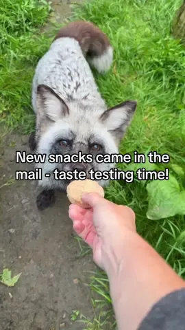 A post by @arcticfoxdaily on TikTok caption: I think the snack review panel rates these ones a full ⭐️⭐️⭐️⭐️⭐️
