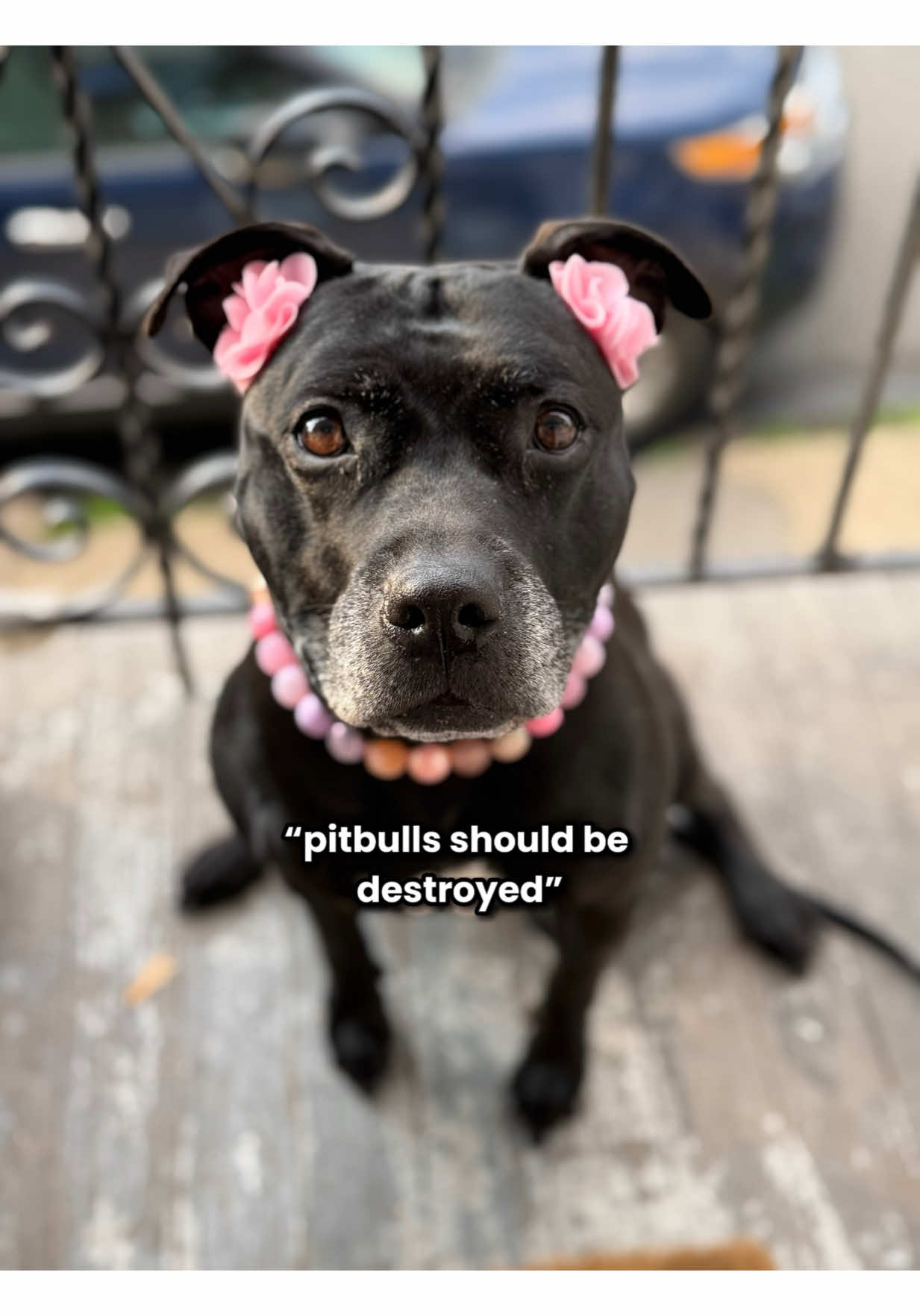 A post by @ on TikTok caption: dog hate is so forced 🥀  🎀 double bows @Wildly Cute Bows  🤍 beaded collars @Hypnotic Dog 