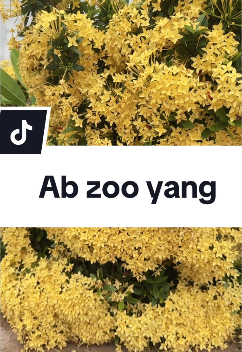 A post by @1717o5 on TikTok caption: #ab #zoo #yang #เทรนด์วันนี้ #แม่ค้าออนไลน์ #เบี8🥰💗 #❤️ 