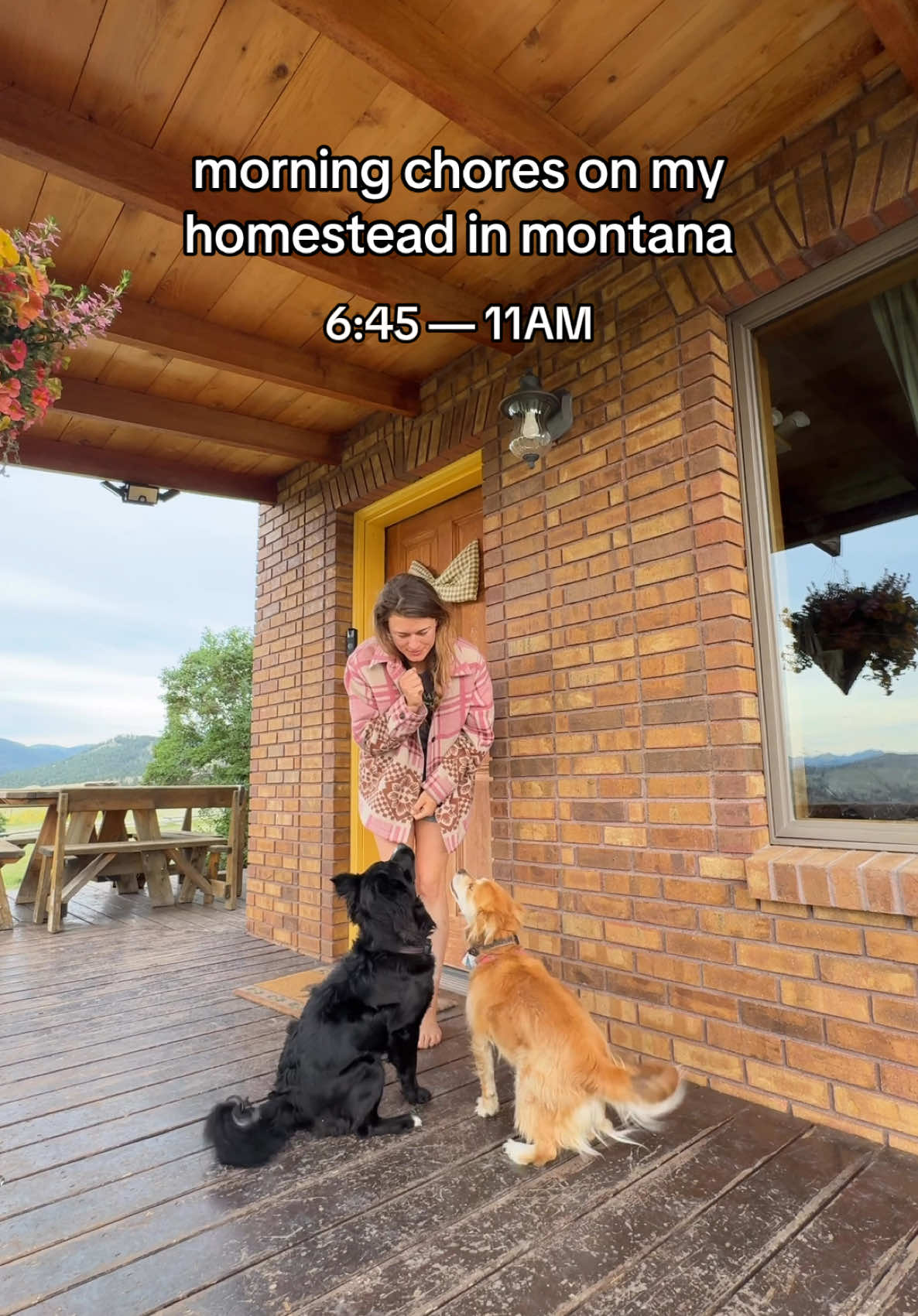 A post by @steadyrein on TikTok caption: did i mention i got more cows👀 #montana #homestead #mountains #cabin #chores #routine #feeding  